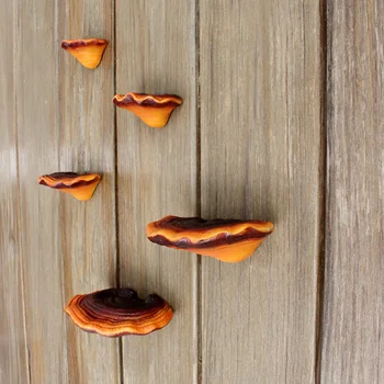 1 Набор смоляных грибов, имитирующих грибы, яркая модель ганодермы, орнамент  4